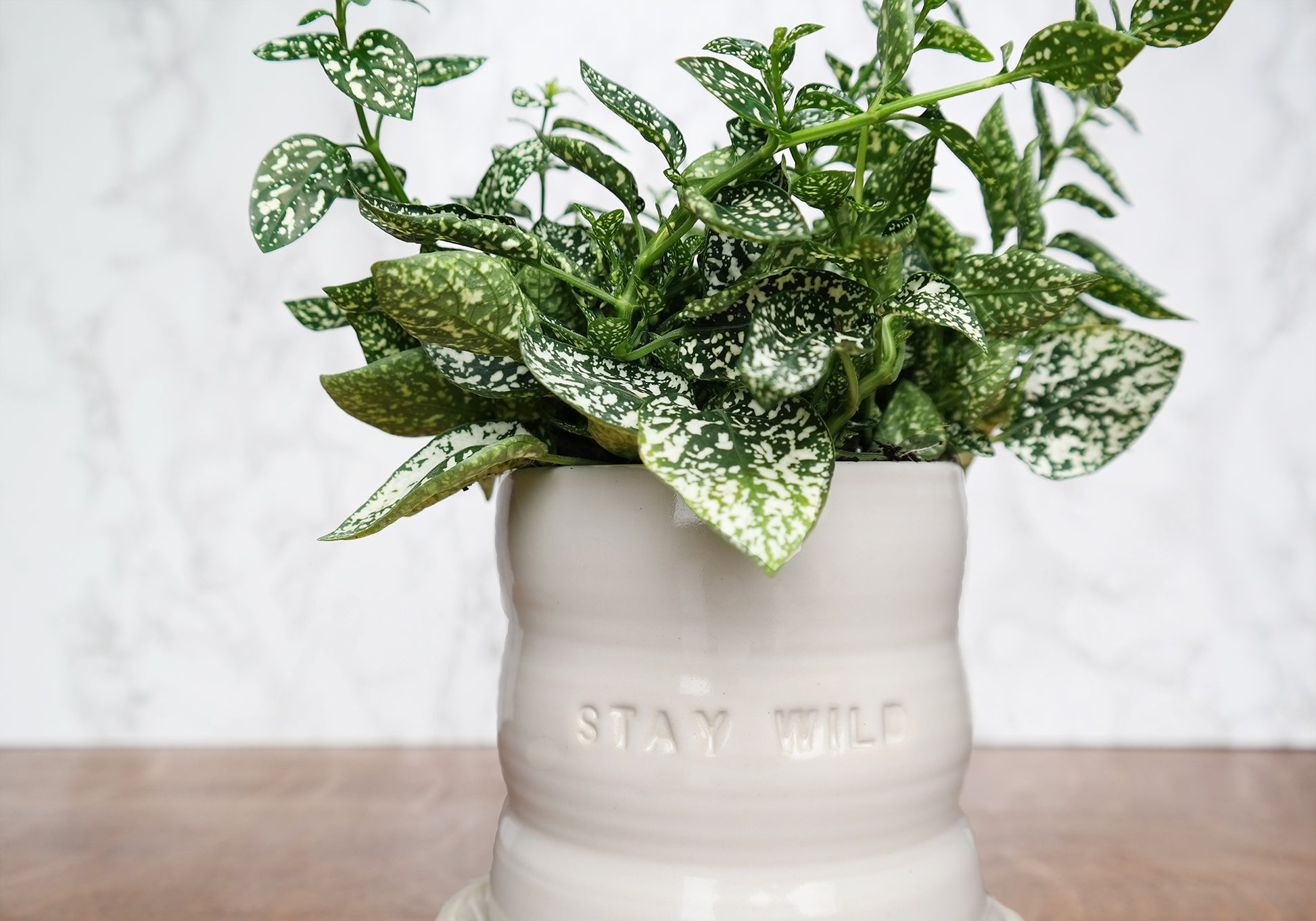 White Ceramic Planter with Saucer - "Stay Wild" - Stuck in the Mud Pottery