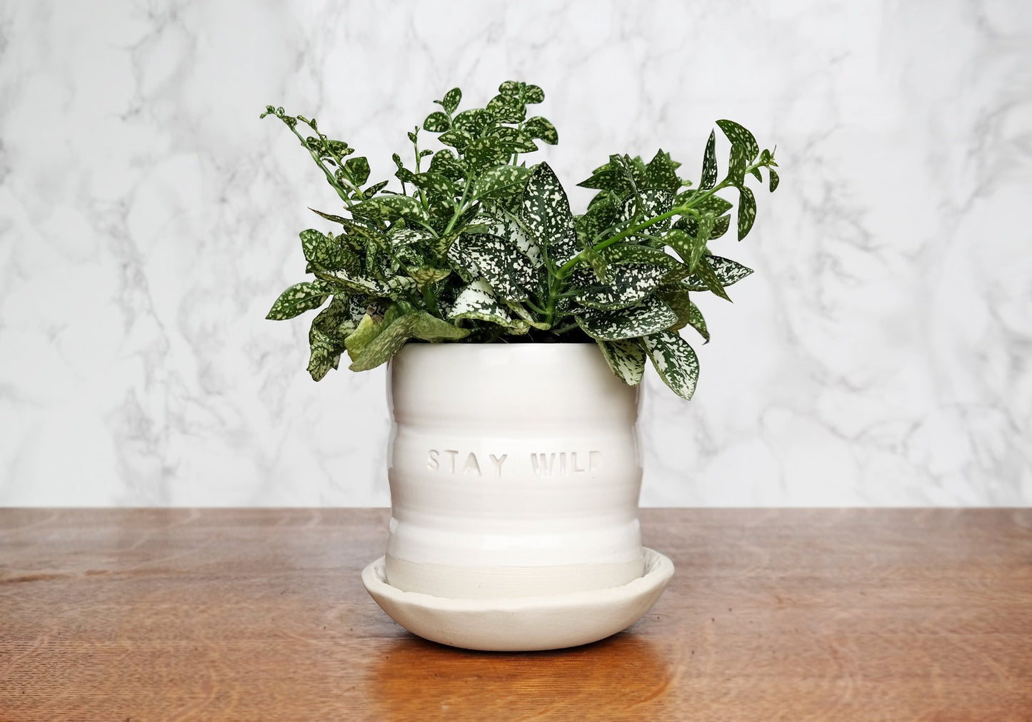 White Ceramic Planter with Saucer - "Stay Wild" - Stuck in the Mud Pottery